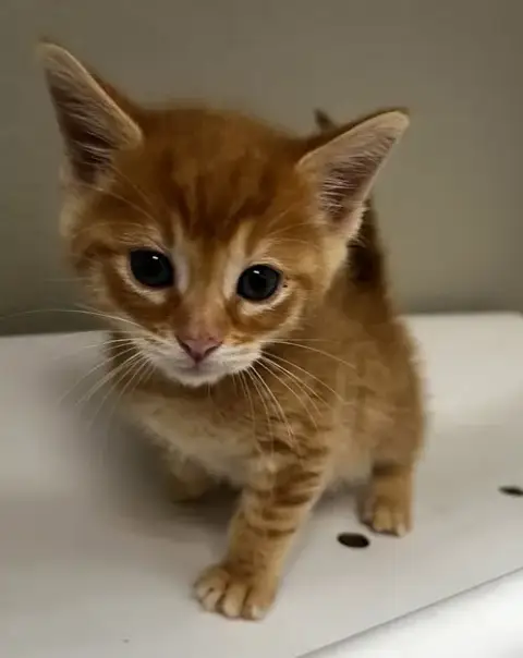 Biscuit