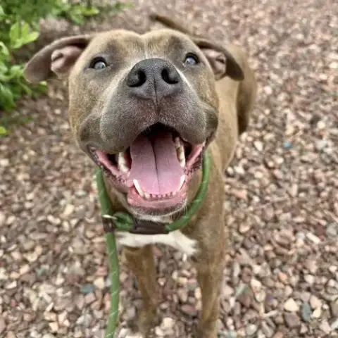 Koa