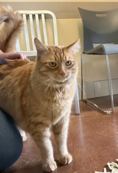 Garfield photo 3