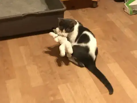 Spanky