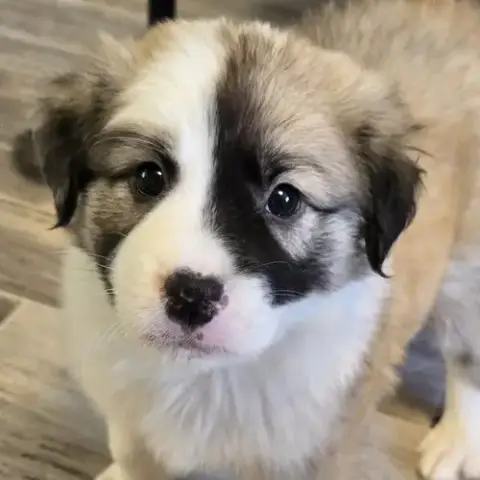 Rocket