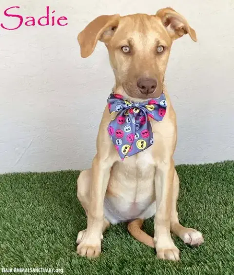 Sadie