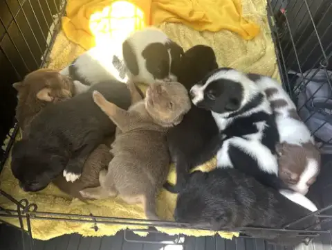 Momma Iris' Litter: Sweet Potato photo 4