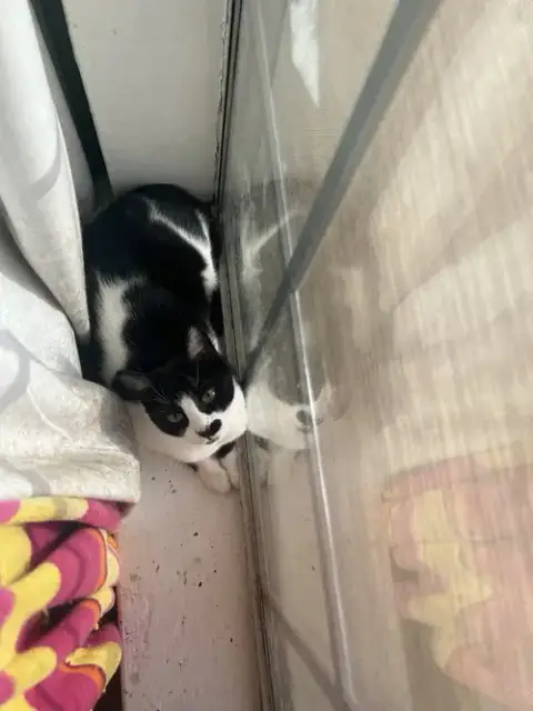 Derry Meow. photo 3