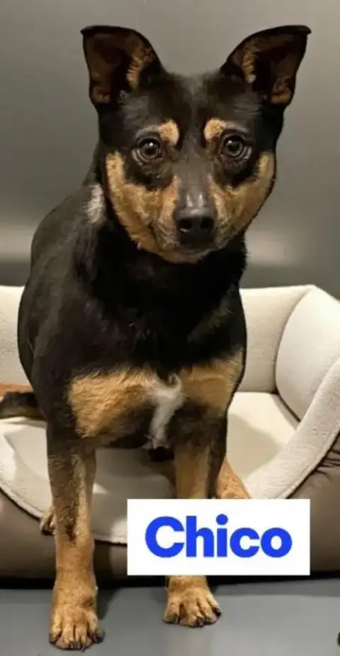 Chico photo 4