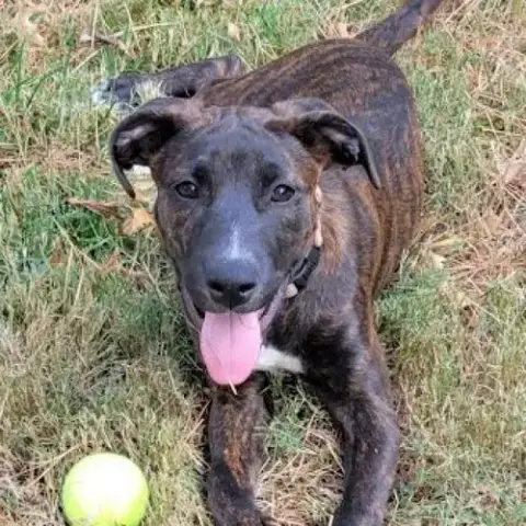 Lilli