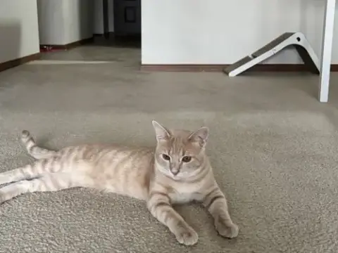 Leo
