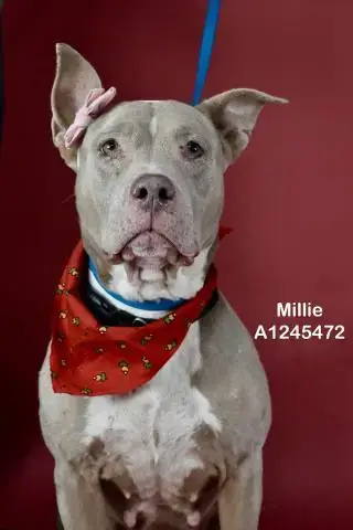 *Millie