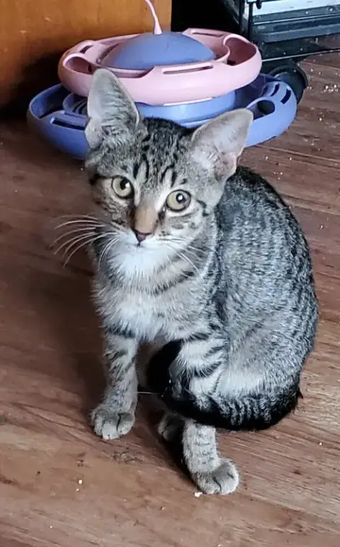 T Kitties