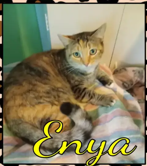 Enya photo 3