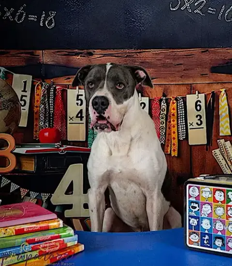 Huckleberry photo 5
