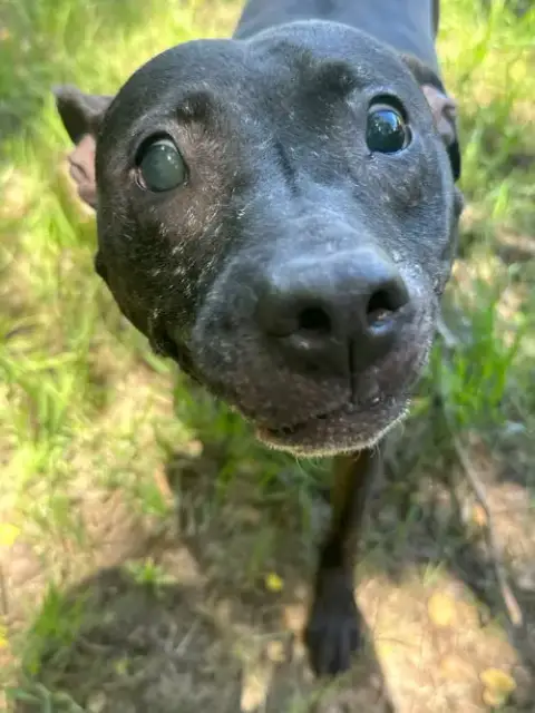 Hazel photo 2