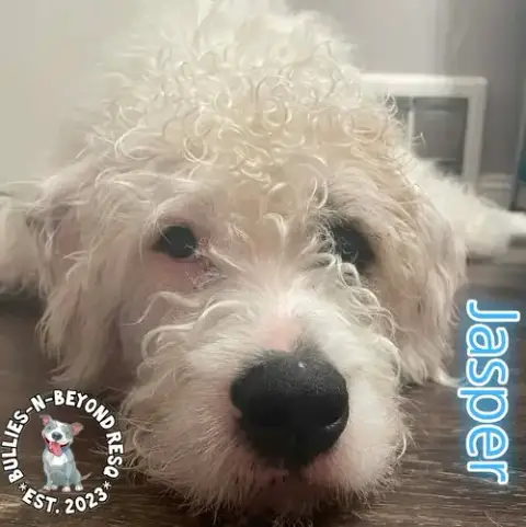 Jasper photo 2