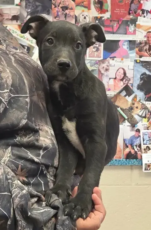 Samson