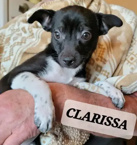 Clarrisa photo 5