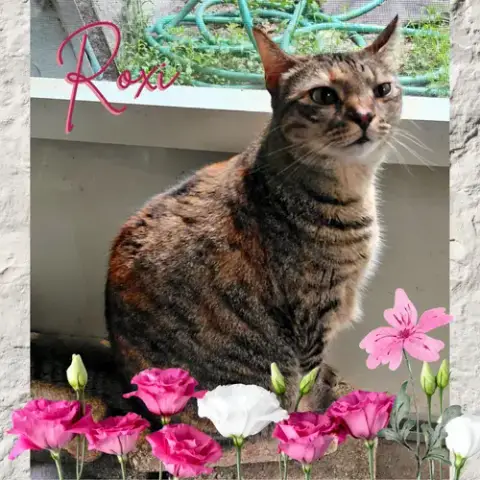 Roxi