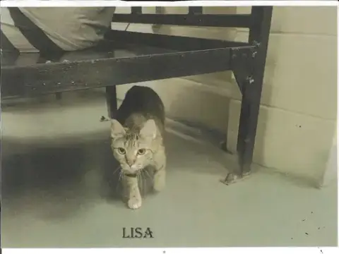 Lisa photo 2