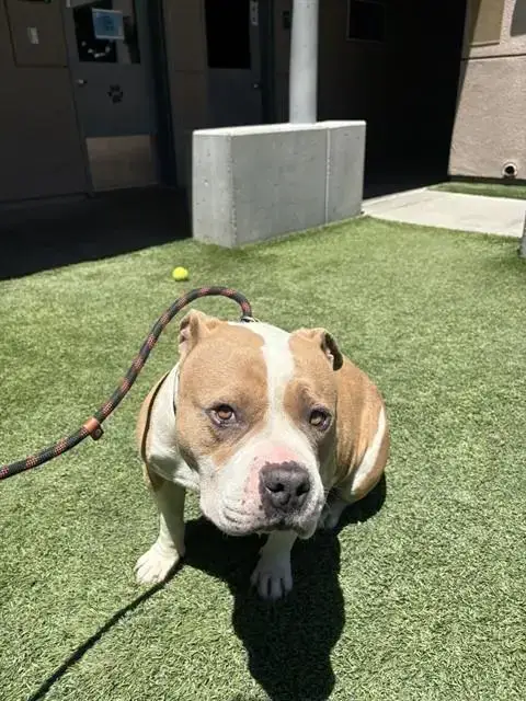 Maggie