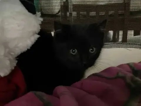 Kerchak photo 5