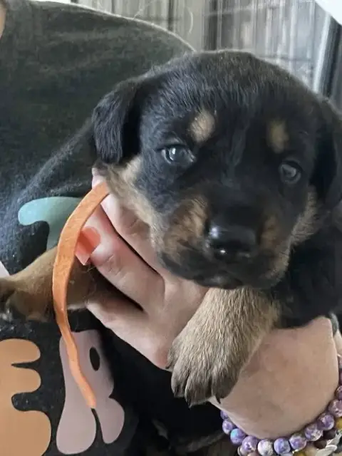 Gemstone Puppies photo 2