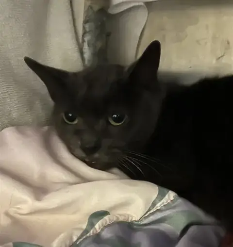 Jax