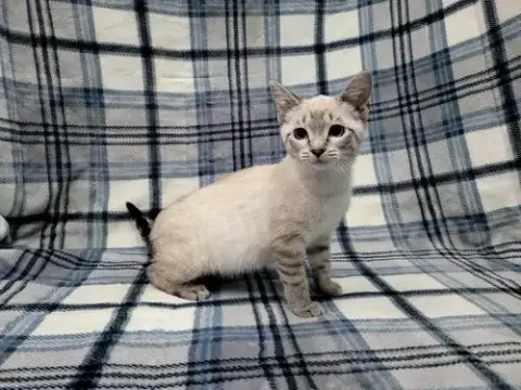 Stripe photo 2