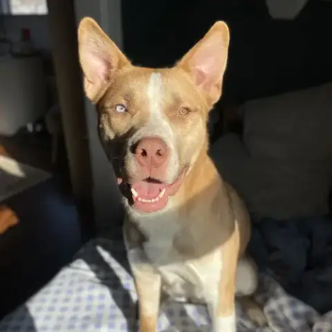 Dug
