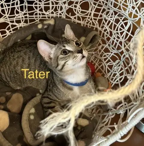 Tater photo 2