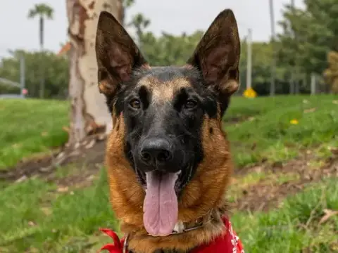 Sirius