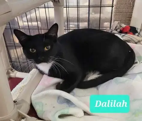 Dalilah photo 2