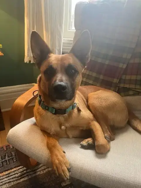 Ollie