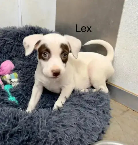 Lex photo 3