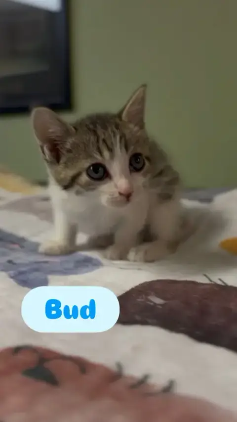 Bud