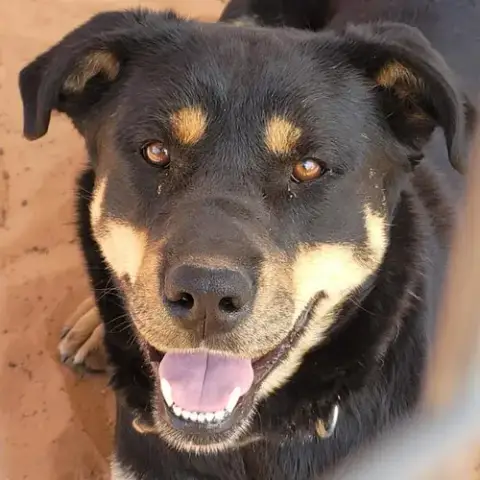 Roxy