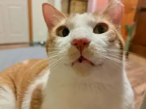 Norbert