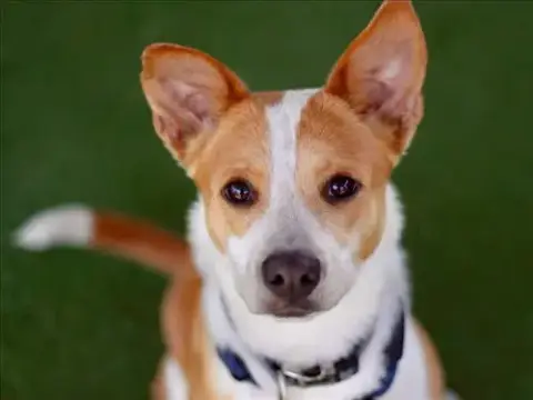 Bindi