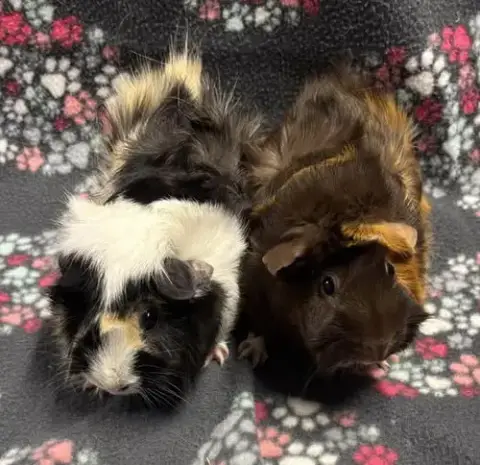 Gidget & Pom Pom