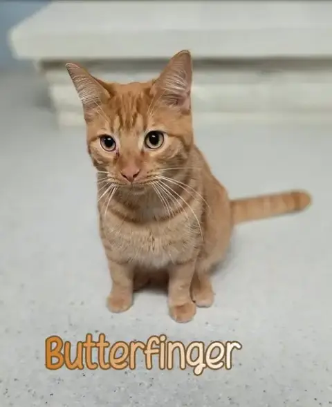 Butterfinger photo 2