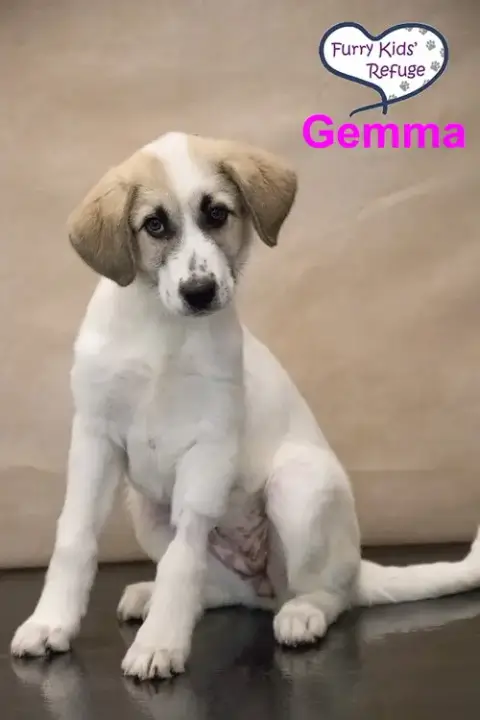Gemma photo 3