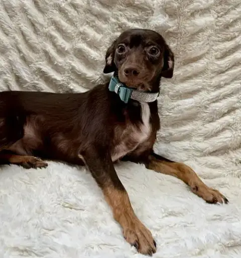 Brownie