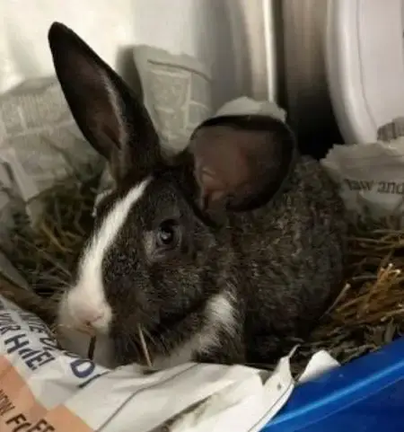 Peanut photo 4