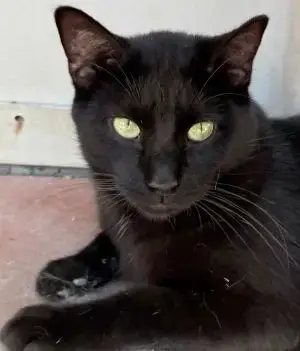 Licorice