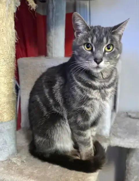 Willow