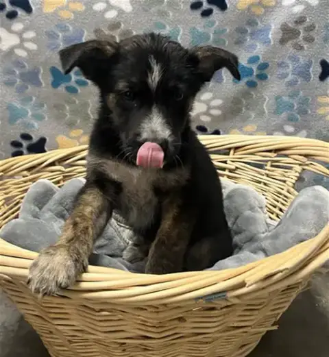 Basil