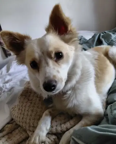 Lucy *Foster Home Needed*