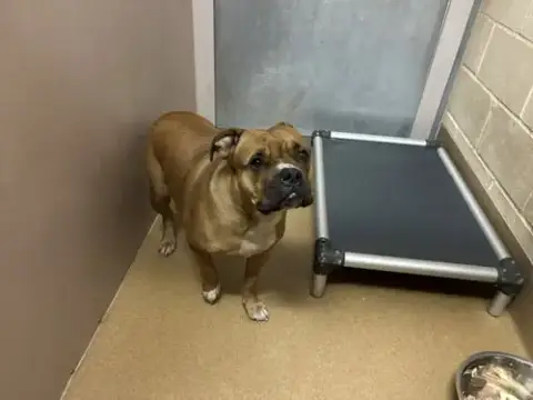 Koko