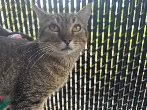 Bugle
