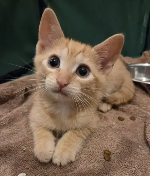 Chester