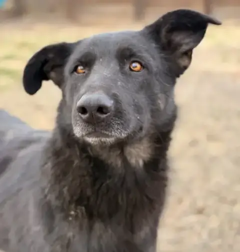 Rosie photo 5