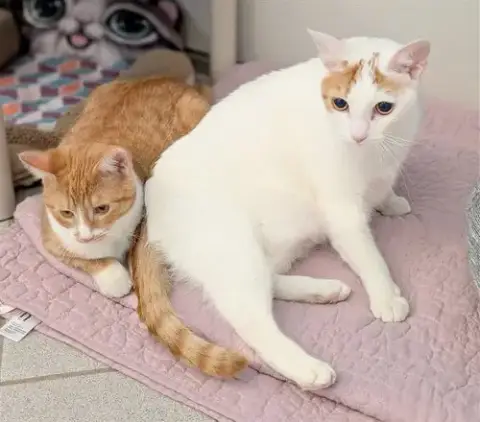 Mama Kitty